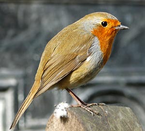 Monday Portrait & Bird of the Week:&nbsp;Robin