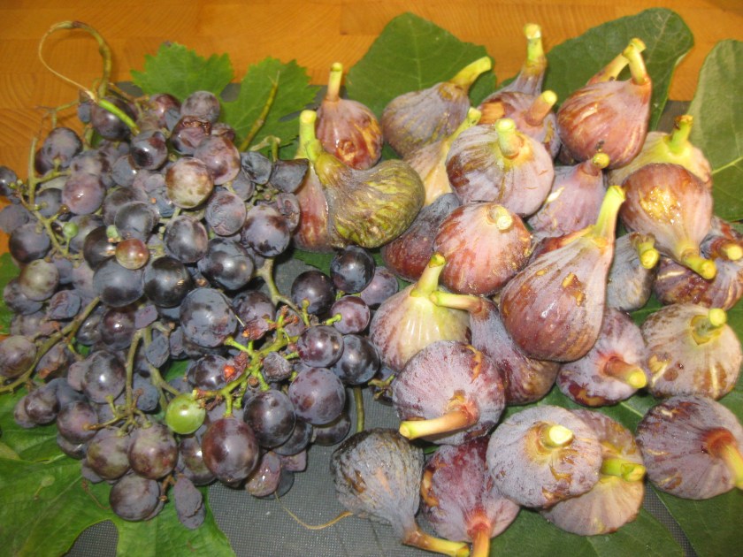 Figs&Grapes15Sept2010 001