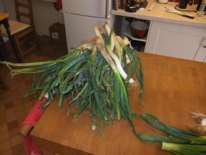 Calçots! Think we have enough? 