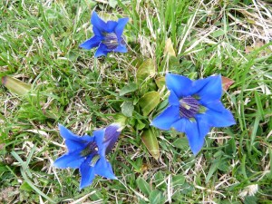 Gentians above Roquefixade