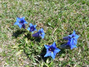 GentiansRoquefixadeApril24th2013 047