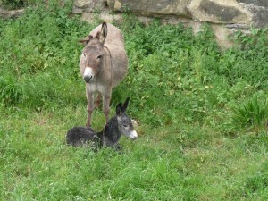 Mother-and-baby down in the dry moat.