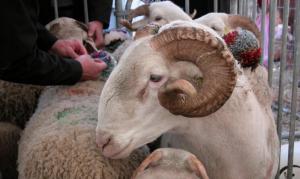 This is the kind of sheep we'd have had at Laroque Fête: our local Tarascon sheep. Photo courtesy of La Dépêche du Midi.