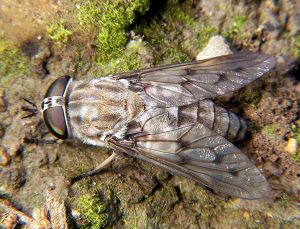 Thanks to Dennis Ray and Wikimedia Commons for this graphic image of a happy horsefly