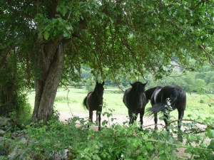Here be horseflies....