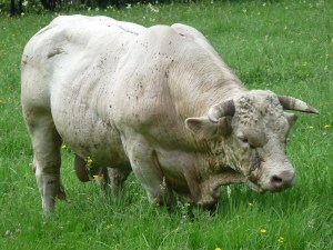 .... and here be horse flies