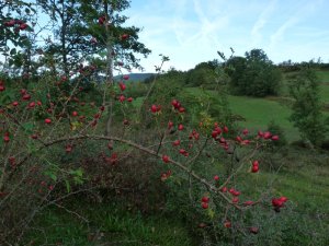 Rosehips with thorns ready for the attack