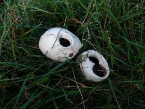 I didn't know slugs ate mushrooms