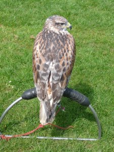 Ferruginous buzzard, contemplating his get-out plan.