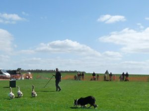 Sheep dog rounding up geese for a change.