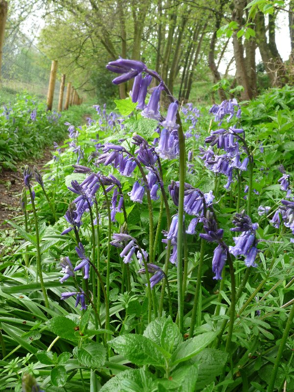 Bluebells