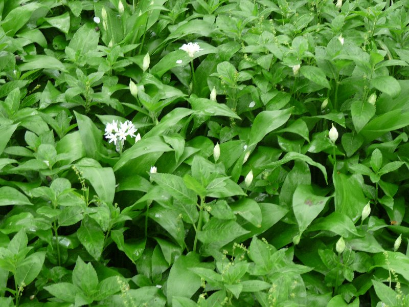 Wild garlic, ransoms, bear's garlic, ramps