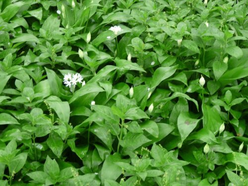 Wild garlic, ransoms, bear's garlic, ramps