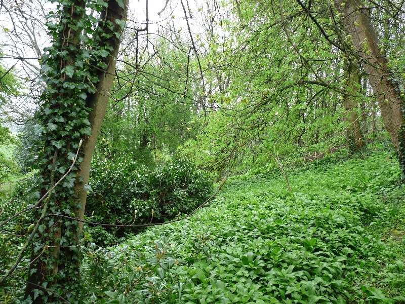 Wild garlic in the woods