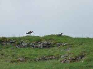 Curlews on the skyline