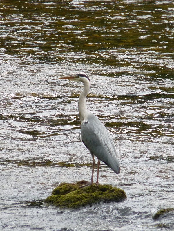 The patient heron