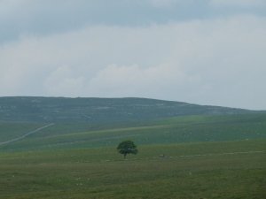 A view from the path