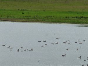 A busy evening at Nosterfield