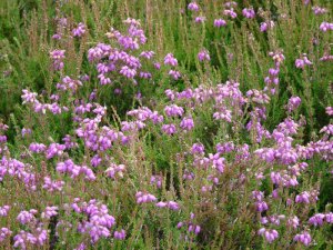 Early heather.