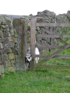 Our drama for the day.  This poor sheep was well and truly trapped.  Somehow, we extricated her.....