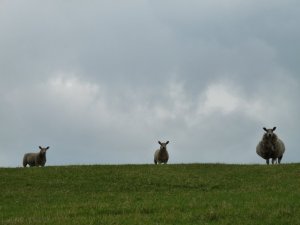 ....while her companions looked on.