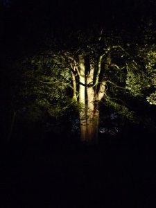 Another woodland glade.