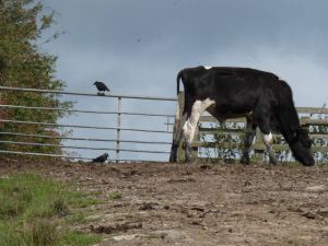 Cow on a mango-hunt.