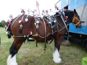 A Yorkshire shire horse, her 80 year-old owner's pride and joy.
