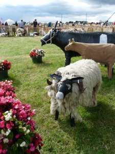 At Wensleydale Show, Leyburn Auction Mart went for animals made from  gaffer tape and oddments.  So much more biddable.