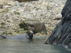 Grey seal on a beach at Ramsay Island