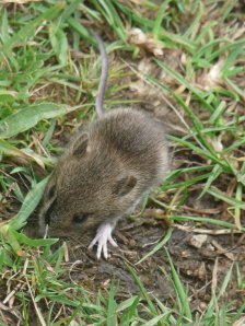 One of the voles we spotted on our walk.