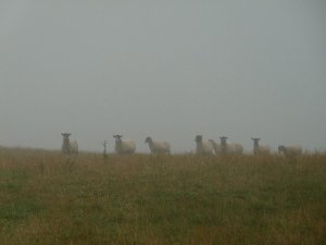 Sheep inspecting the troops.