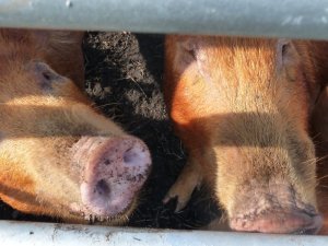 Two nosey pigs.