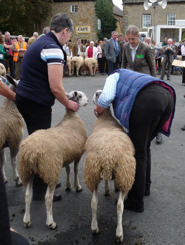 Judgment day at Masham Sheep Fair