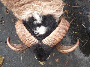 The splendid horns of a Swaledale sheep.