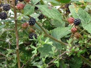 Blackberrying near Harewood.