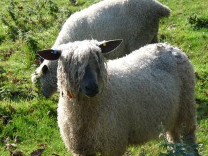 Wensleydale sheep