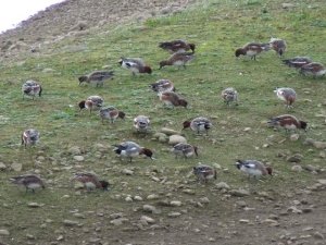 Wigeon feeding
