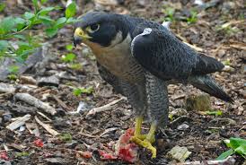 Peregrine falcon feeding