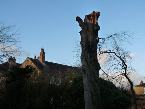 The ruined copper beech with our house just behind.