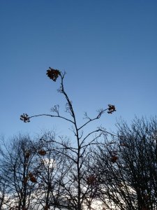Rowan berries against a chilly blue sky.