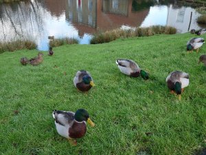 Drakes and ducks hoping for crusts.