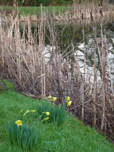 Daffodils by the pond.