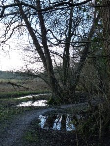Beatswell Woods with extra water.