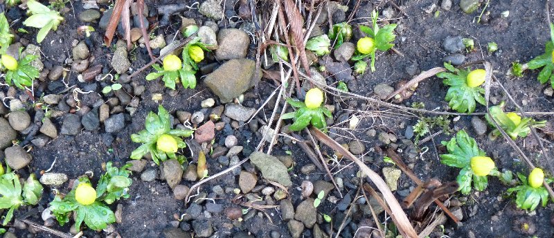 Aconites near the back door.
