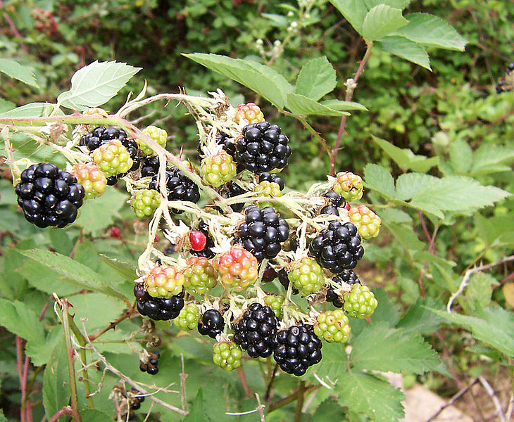 Blackberries? ............ (Wikimedia Commons)