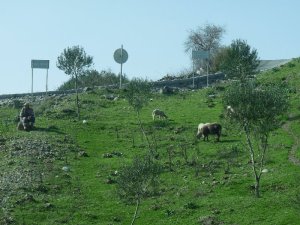 A nomad tends his flock outside Bergama.