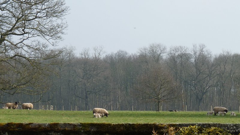 The sheep and lambs of Newby Hall, glimpsed from the churchyard.