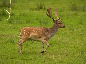 Fallow deer stag, Wikimedia Commons.