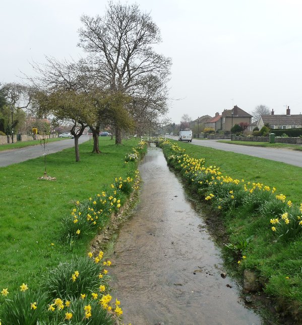 Daffodils in Snape, the village along the road.